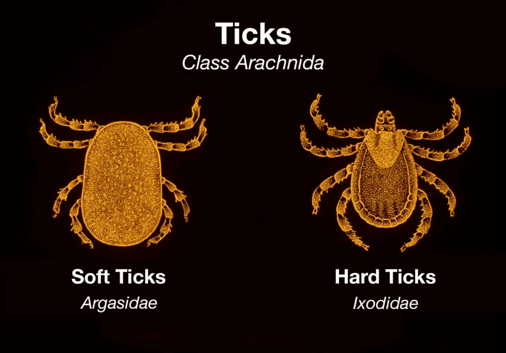 A Closer Look at the Different Types of Ticks | IGeneX Tick Talk