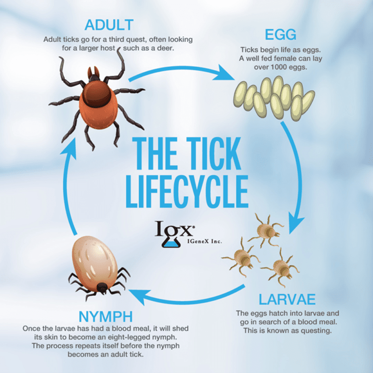 Overview Of The Tick Life Cycle Igenex Tick Talk