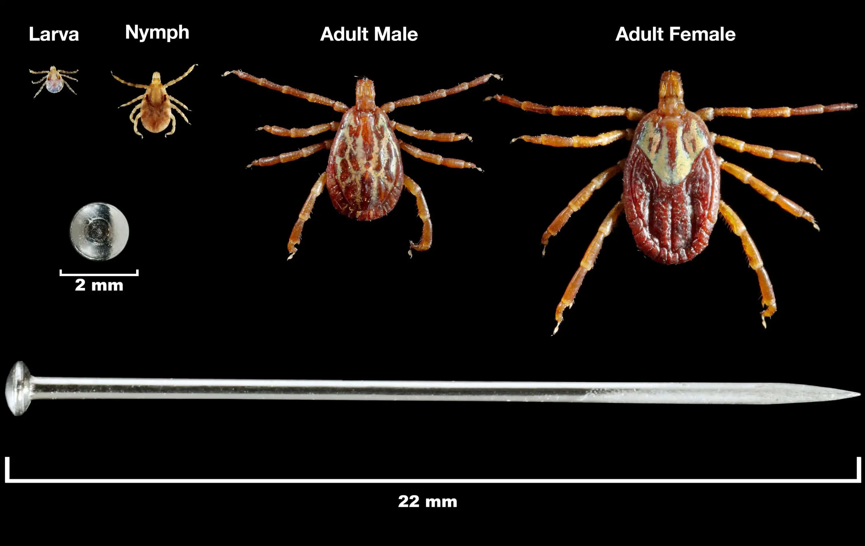 Tick Lifecycle &amp; Size of Adult Ticks Against Nail