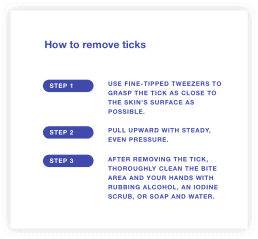 Three-Step Guide for Removing Ticks with Tweezers for Tick-borne Disease Testing