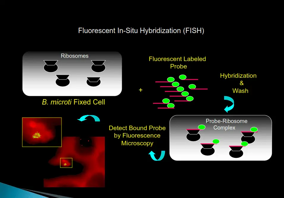 Fluorescent In-Situ Hybridization (FISH) test methodology for tick-borne disease testing