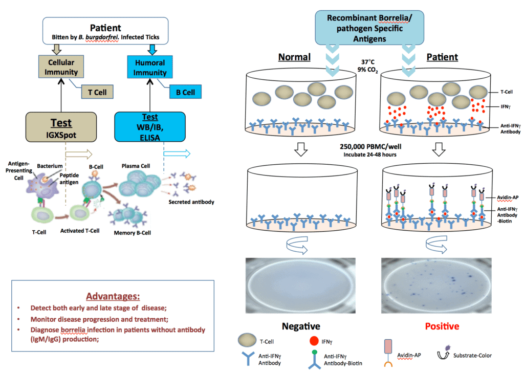 IGeneX | Tick-Borne Disease Testing Methodologies