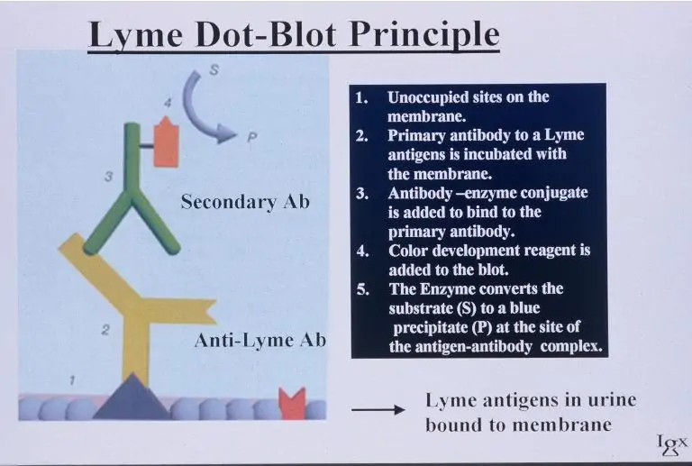 Lyme Dot-Blot Assay (LDA) test methodology for Lyme disease detection in urine samples