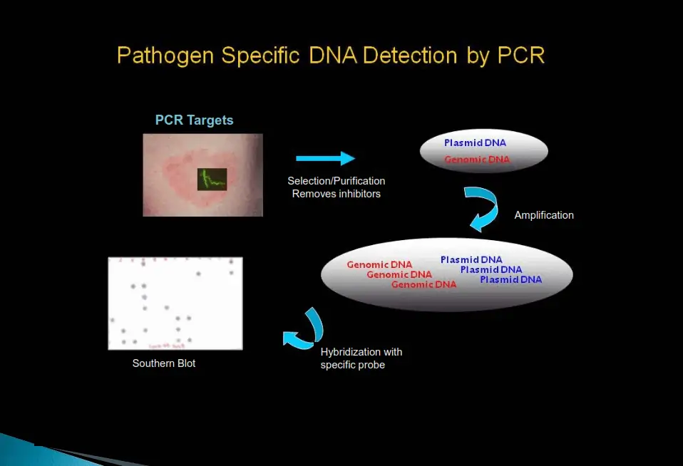 Diagram of PCR test methodology for tick-borne disease testing
