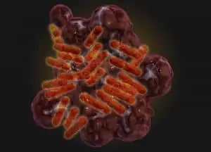 Microscopic Image of Bacteria from Rickettsia Diagnosis