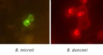 Fluorescent In-Situ Hybridization (FISH) Assay Image of Babesia Bacteria