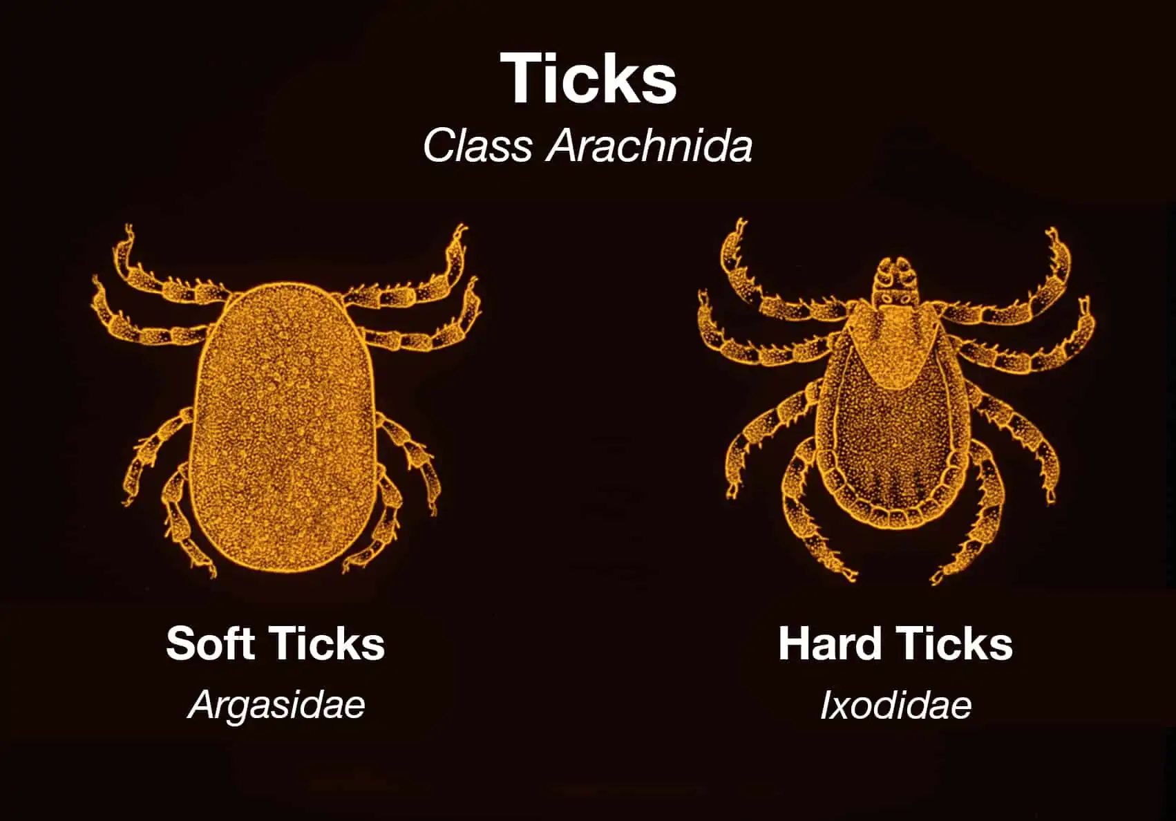 Difference Between Soft &amp; Hard Ticks Who Carry Lyme Disease