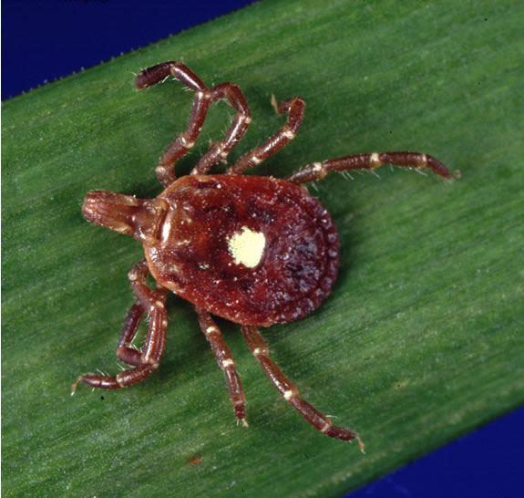 A Tick on A Leaf