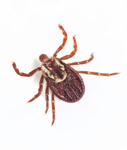 American Dog Tick, Also Known as Wood Tick