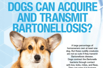 dogs-bartonellosis