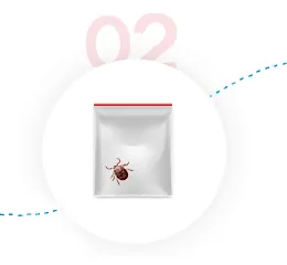 Testing Ticks for Tick-Borne Diseases - Step 2- Enclose Tick in Container and Seal in Envelope