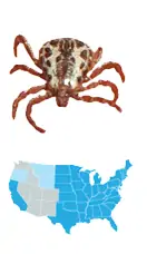 Picture of American Dog Tick (Dermacentor variabilis), located in the Eastern half of the US, and carries Rickettsiosis and Tularemia