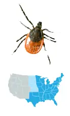 Picture of Eastern Blacklegged Tick (Ixodes scapularis), located in the Northeast, Southeast, and upper Midwest US, and carries Lyme disease, Tick-Borne Relapsing Fever, Anaplasmosis, Ehrlichiosis, Babesiosis, and Powassan disease