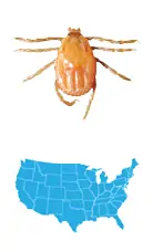 Picture of Brown Dog Tick (Rhipicephalus Sanguineus), located across the entire US, and carries Rickettsiosis, Ehrlichiosis, and Babesiosis