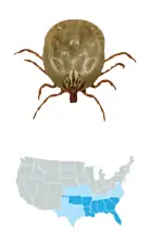 Picture of Gulf Coast Tick (Amblyomma maculatum), located in the South and Southeastern US, and carries Rickettsiosis