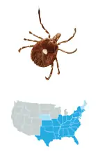 Picture of Lone Star Tick (Amblyomma americanum), located across the Midwest, East, and Southeastern US, and carries Ehrlichiosis, Tularemia, Heartland Virus, and STARI
