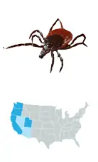 Picture of Western Blacklegged Tick (Ixodes pacificus), located across the West Coast of US, and carries Lyme disease, Tick-Borne Relapsing Fever, Anaplasmosis, Ehrlichiosis, Babesiosis, and Powassan disease