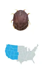 Picture of Soft Ticks (Ornithodoros), located across the Western half of the US, and carries Tick-Borne Relapsing Fever (TBRF)